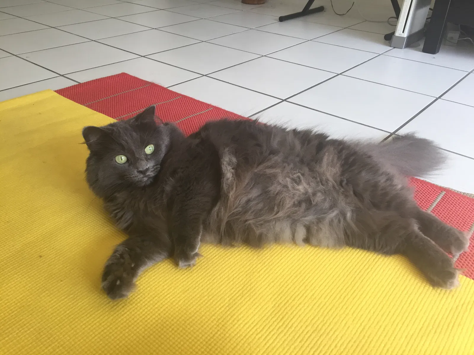 Lost cat in Miami, FL, 33126