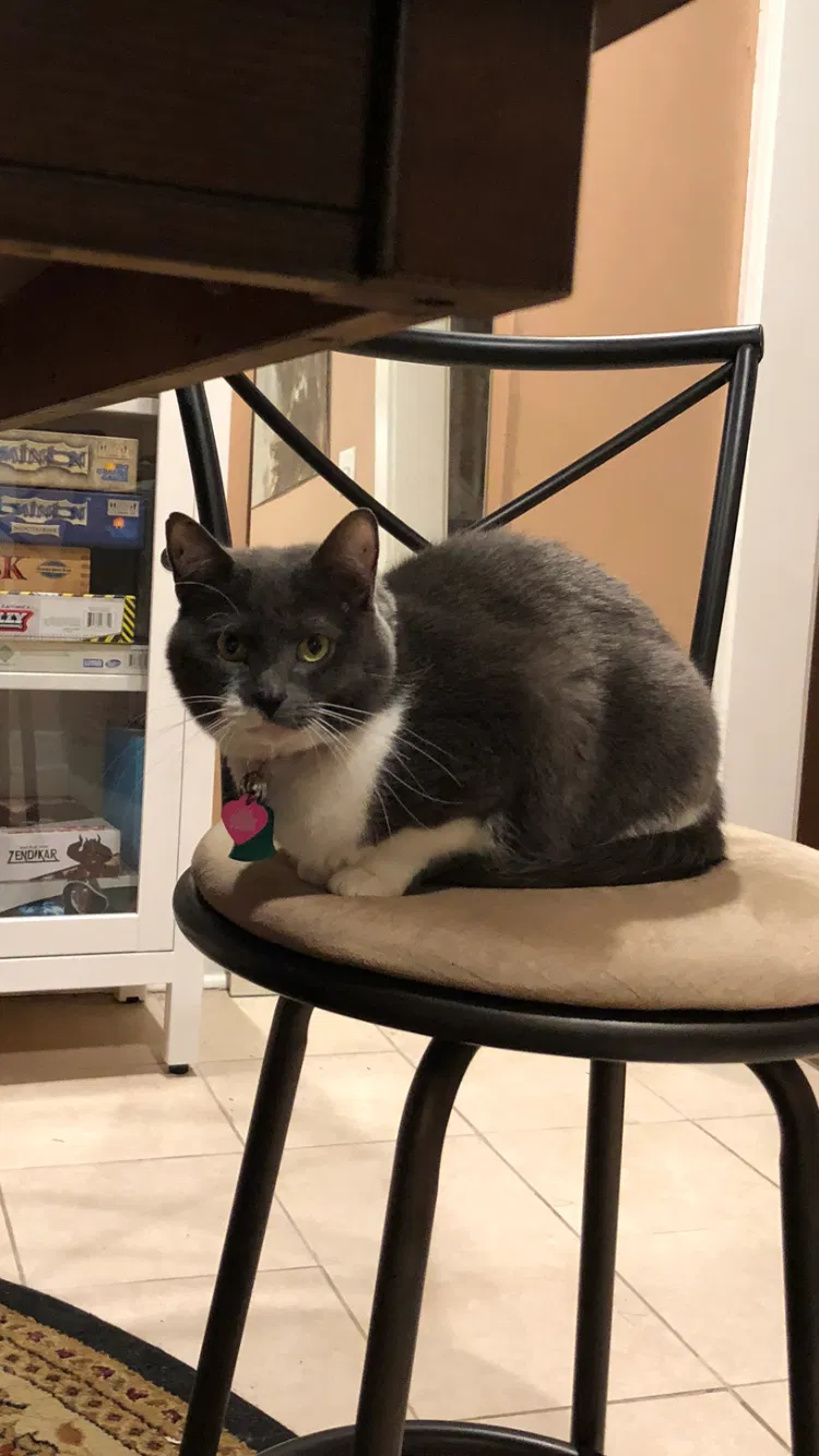 Lost cat in Pittsburgh, PA, 15218