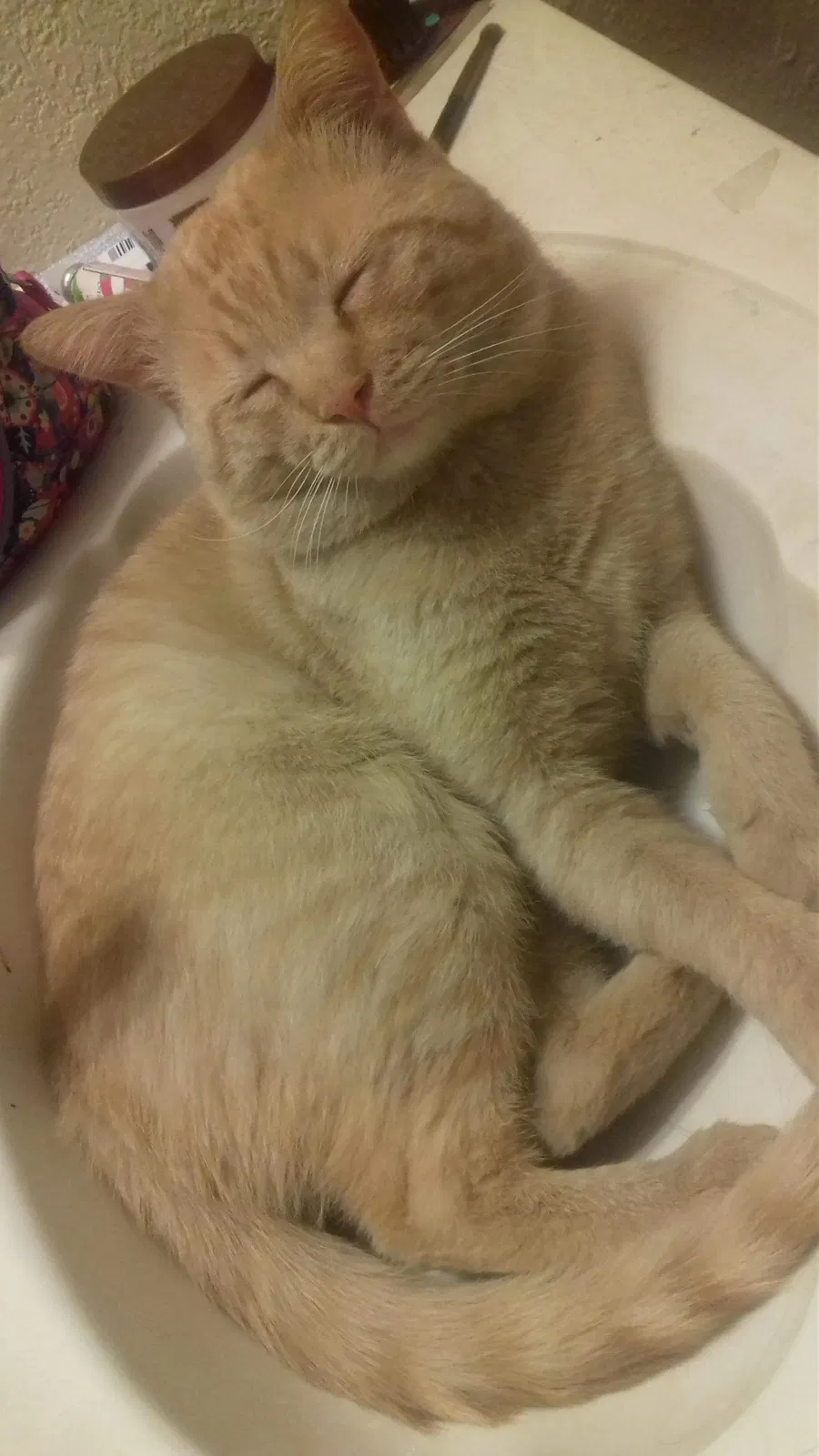 Lost cat in El Paso, TX, 79928