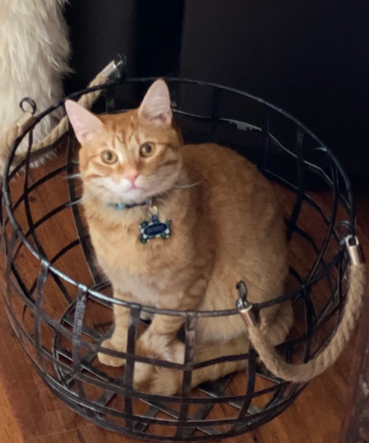 Lost cat in Redlands, CA, 92373