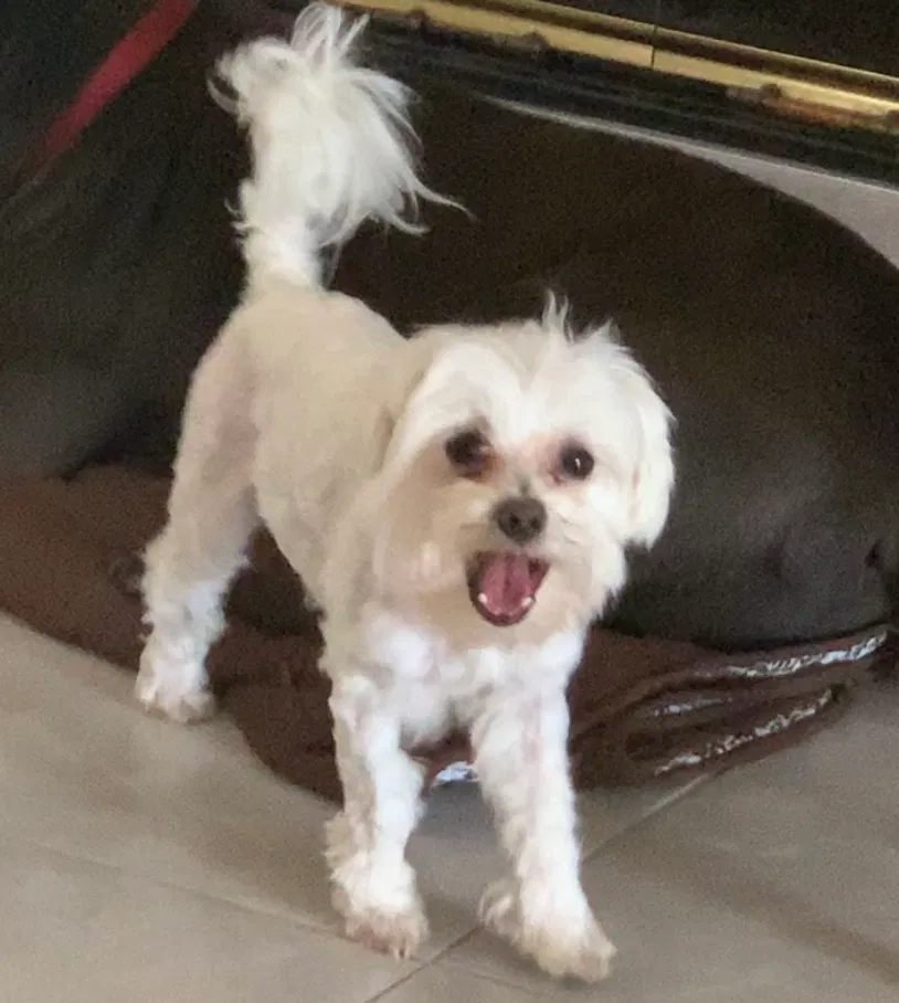 Lost dog in Anaheim, CA, 92808