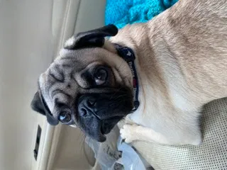 Lost dog in Menifee, CA, 92584