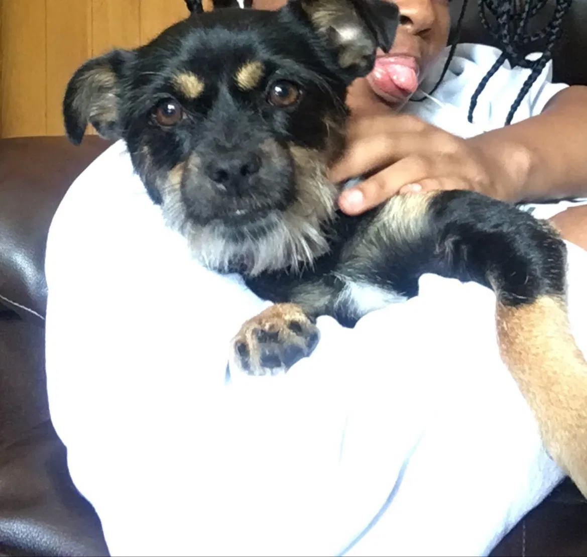 Lost dog in Eight Mile, AL, 36613