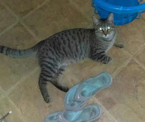 Lost cat in Buffalo, WY, 82834
