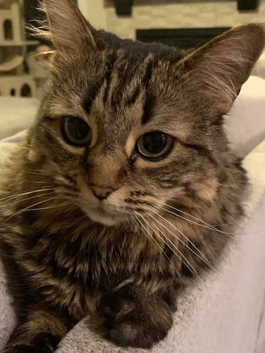 Lost cat in Bothell, WA, 98021