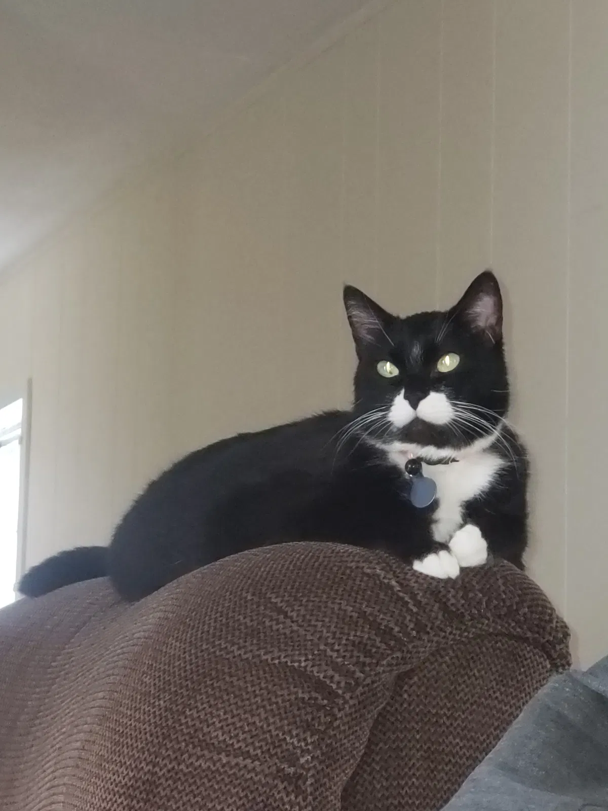 Lost cat in Plainwell, MI, 49080