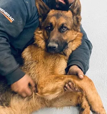 Lost dog in Columbus, OH, 43232