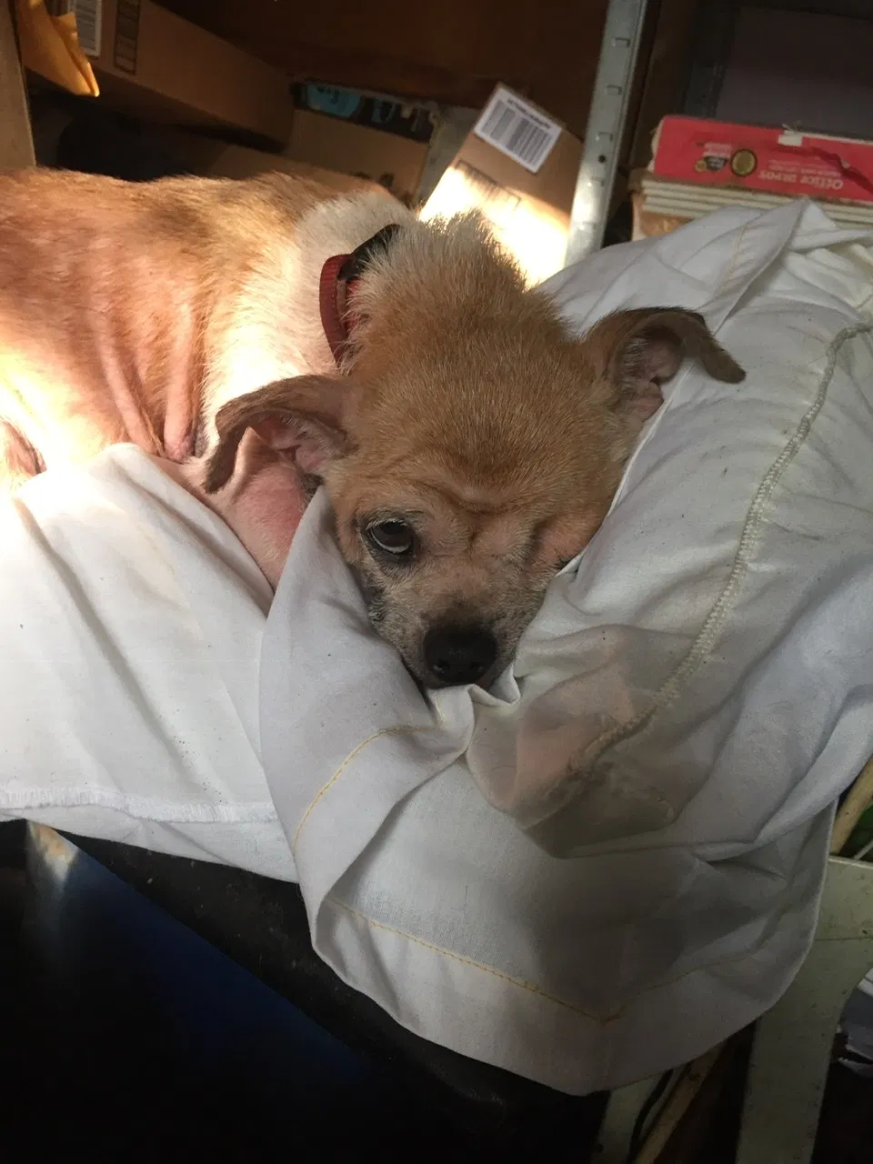 Lost dog in Fairfield, CA, 94533