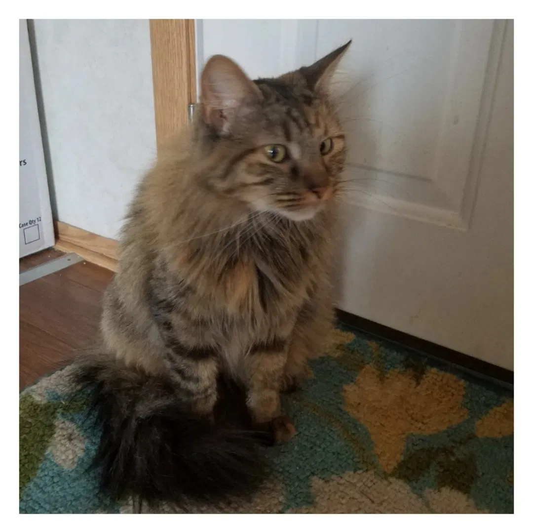Lost cat in Tulsa, OK, 74108