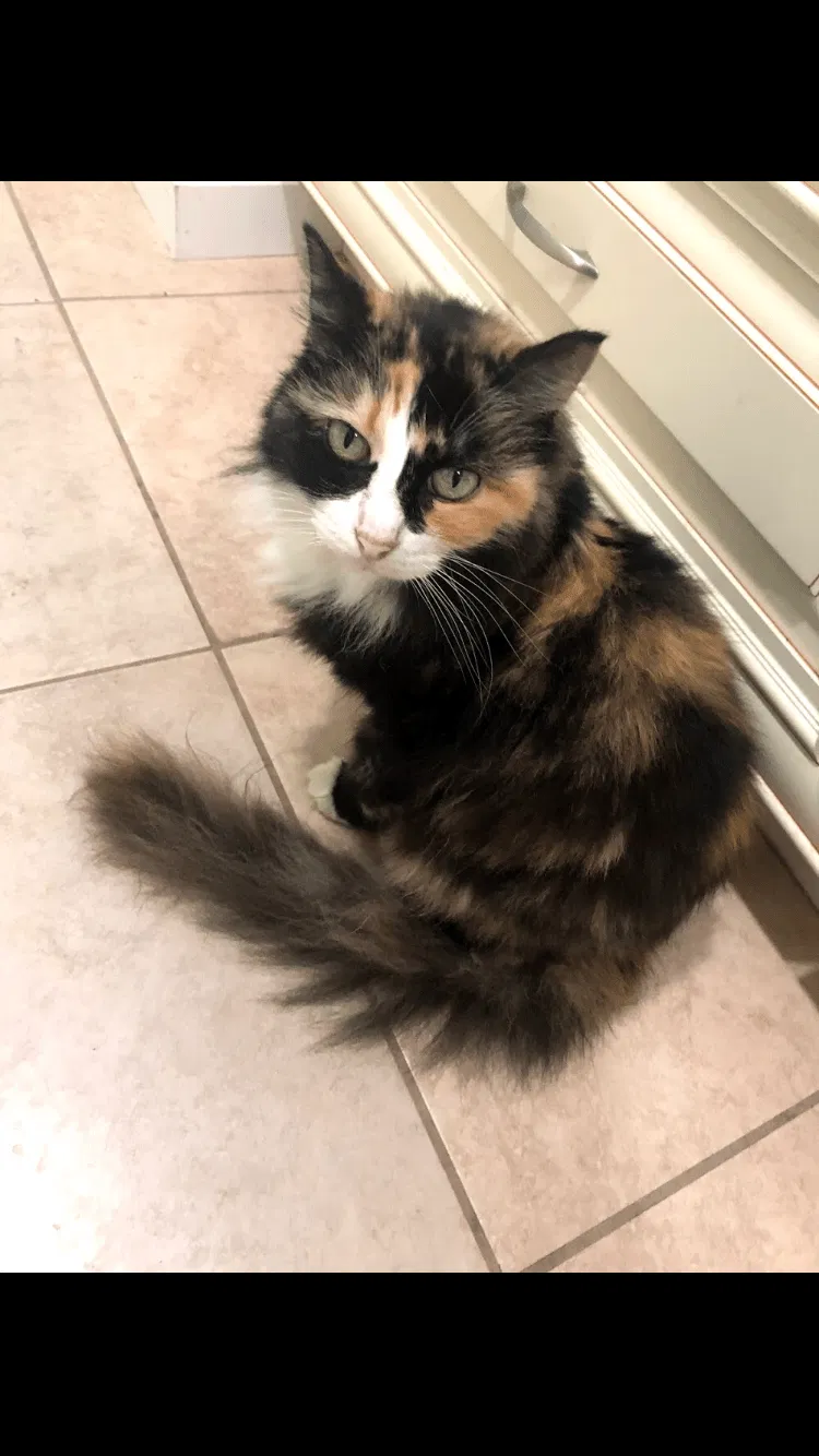Lost cat in Alvin, TX, 77511