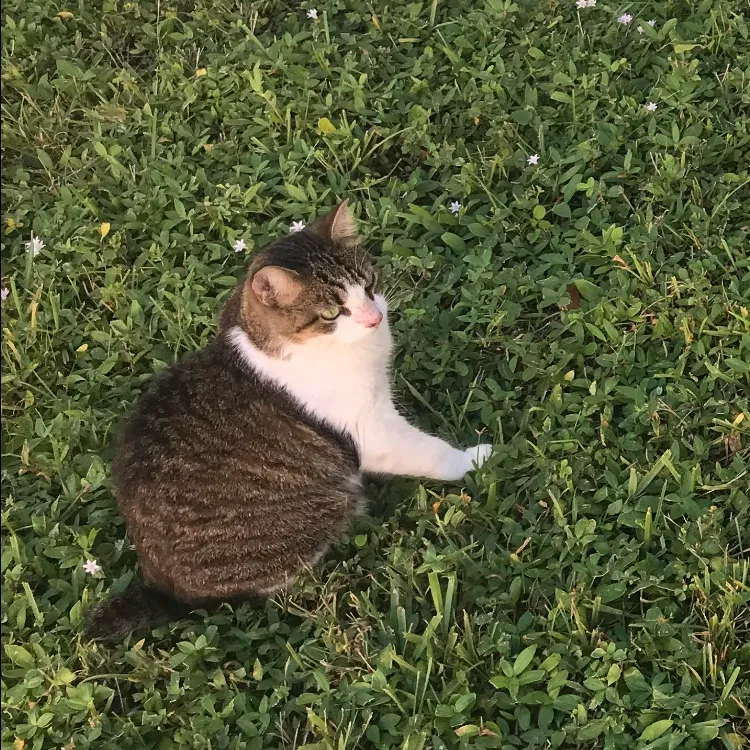 Lost cat in Hollywood, FL, 33021
