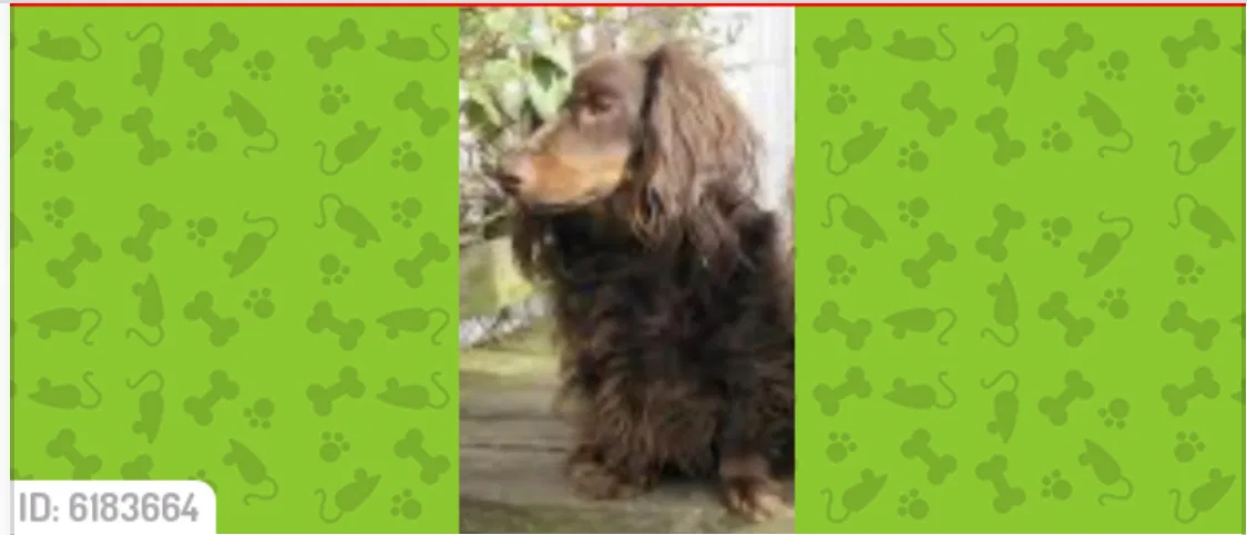 Lost dog in Mabelvale, AR, 72103
