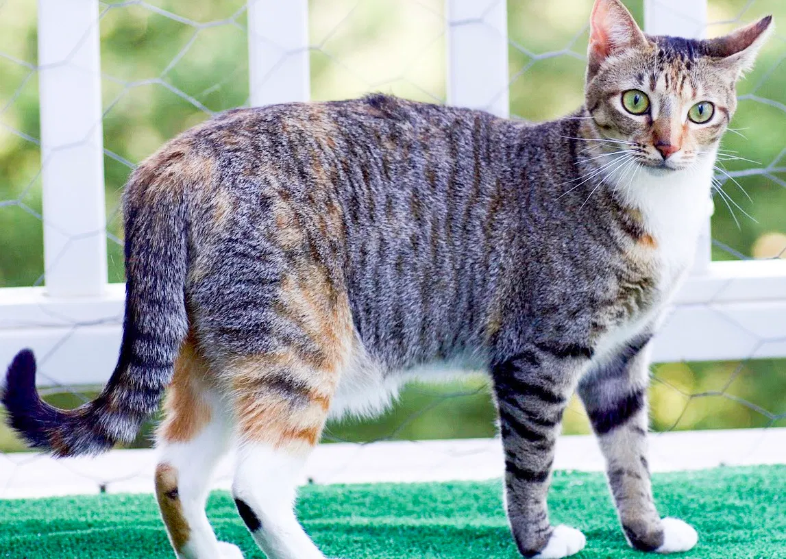Lost cat in Los Gatos, CA, 95030