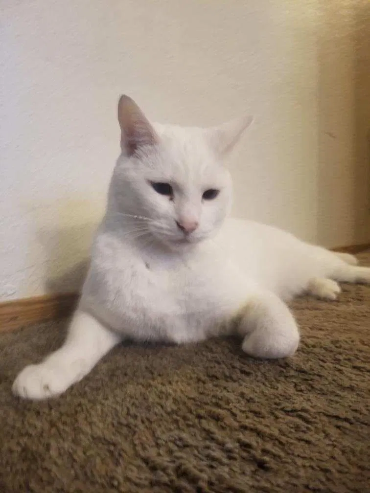 Lost cat in Graham, WA, 98338