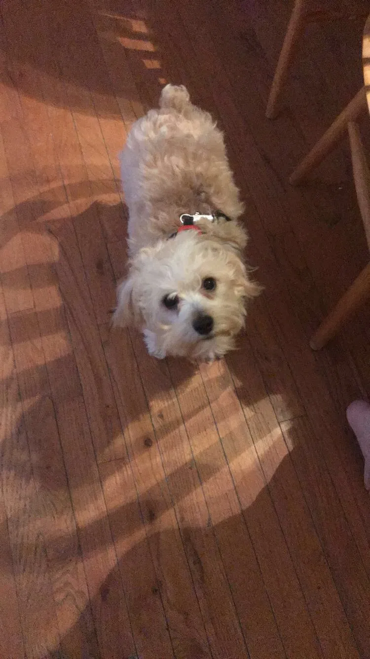 Lost dog in Arnold, MO, 63010