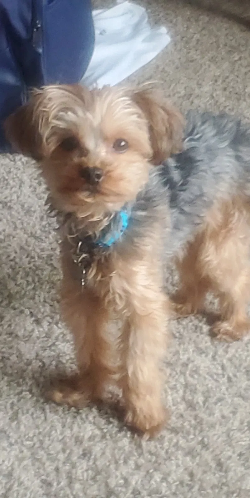 Lost dog in Sioux Falls, SD, 57108