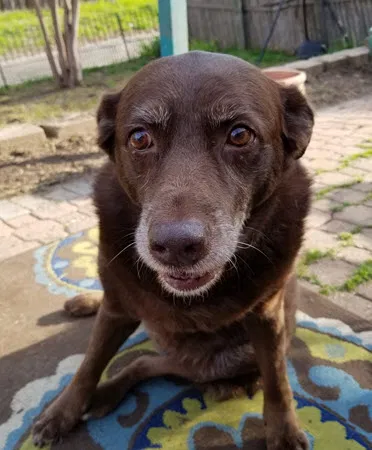 Lost dog in Carrollton, TX, 75007