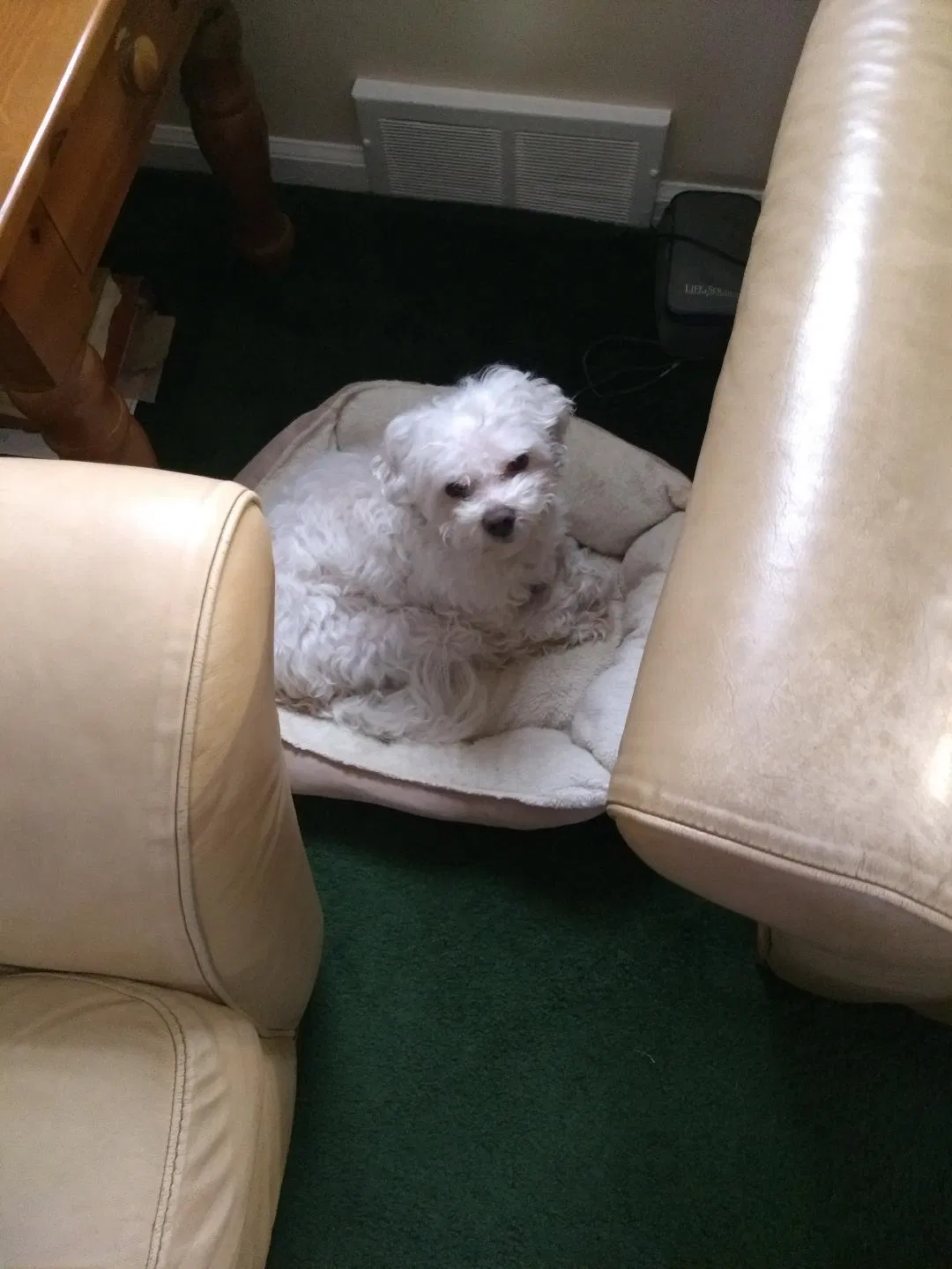 Found dog in Detroit, MI, 48228