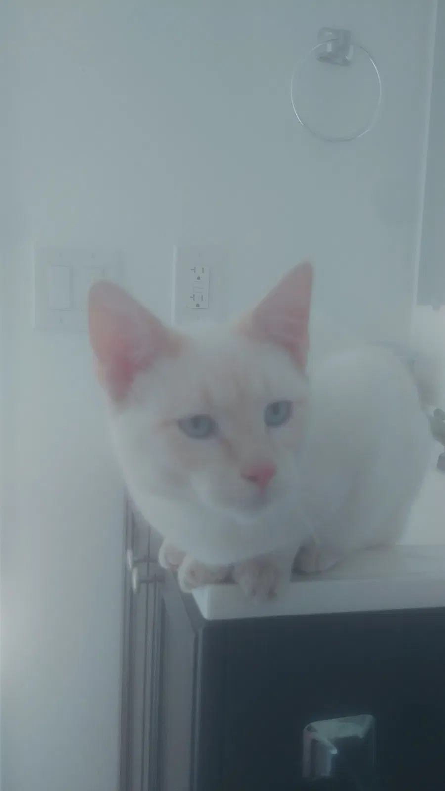 Lost cat in Riverside, CA, 92509