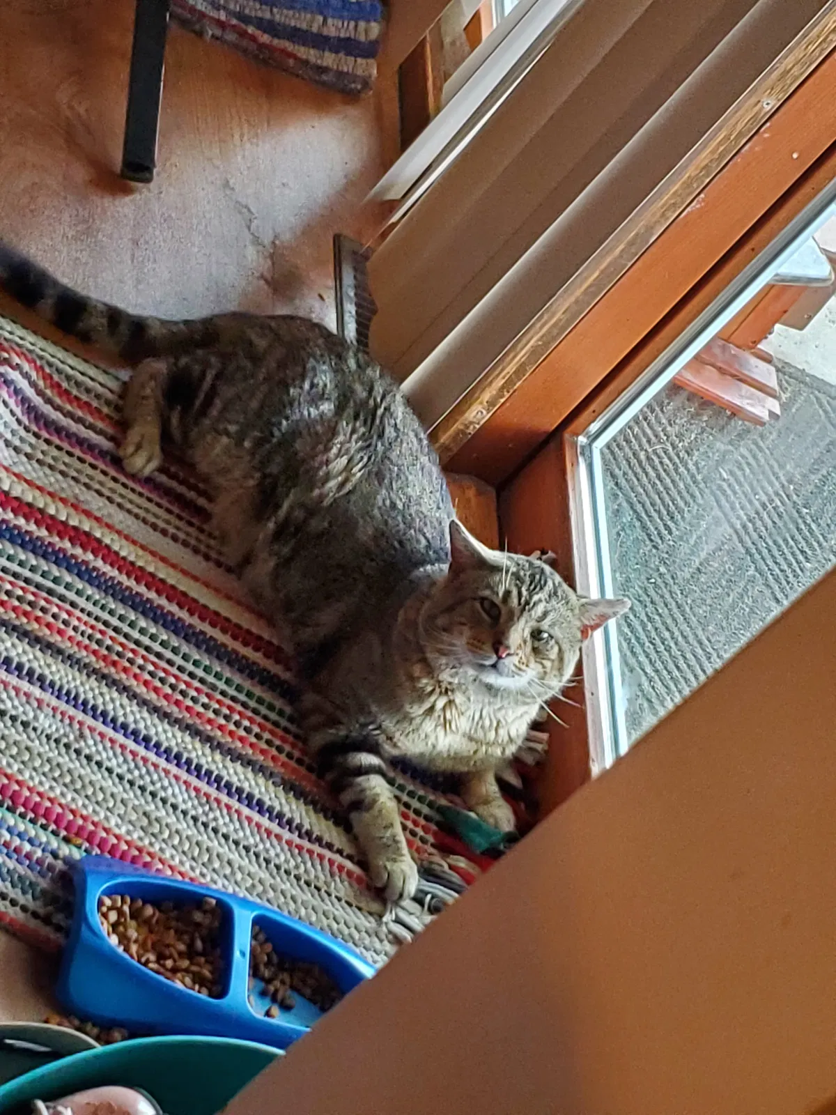 Lost cat in Cleveland, OH, 44134