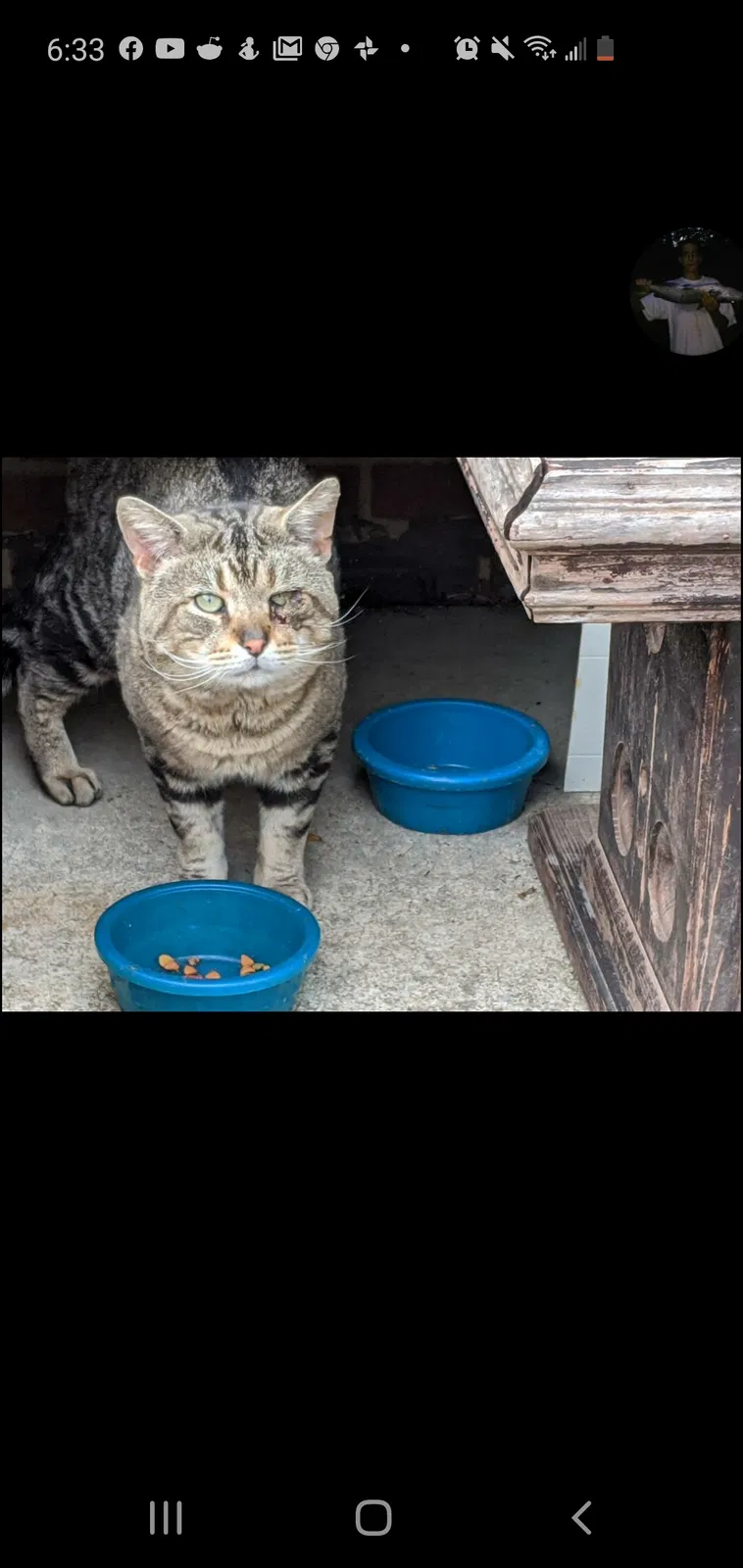 Lost cat in Cleveland, OH, 44134