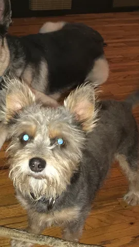 Lost dog in Alhambra, CA, 91801
