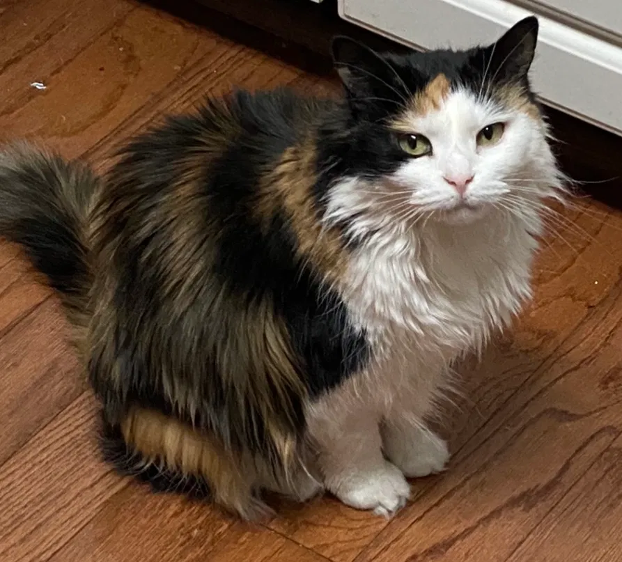 Lost cat in Auburn, AL, 36830