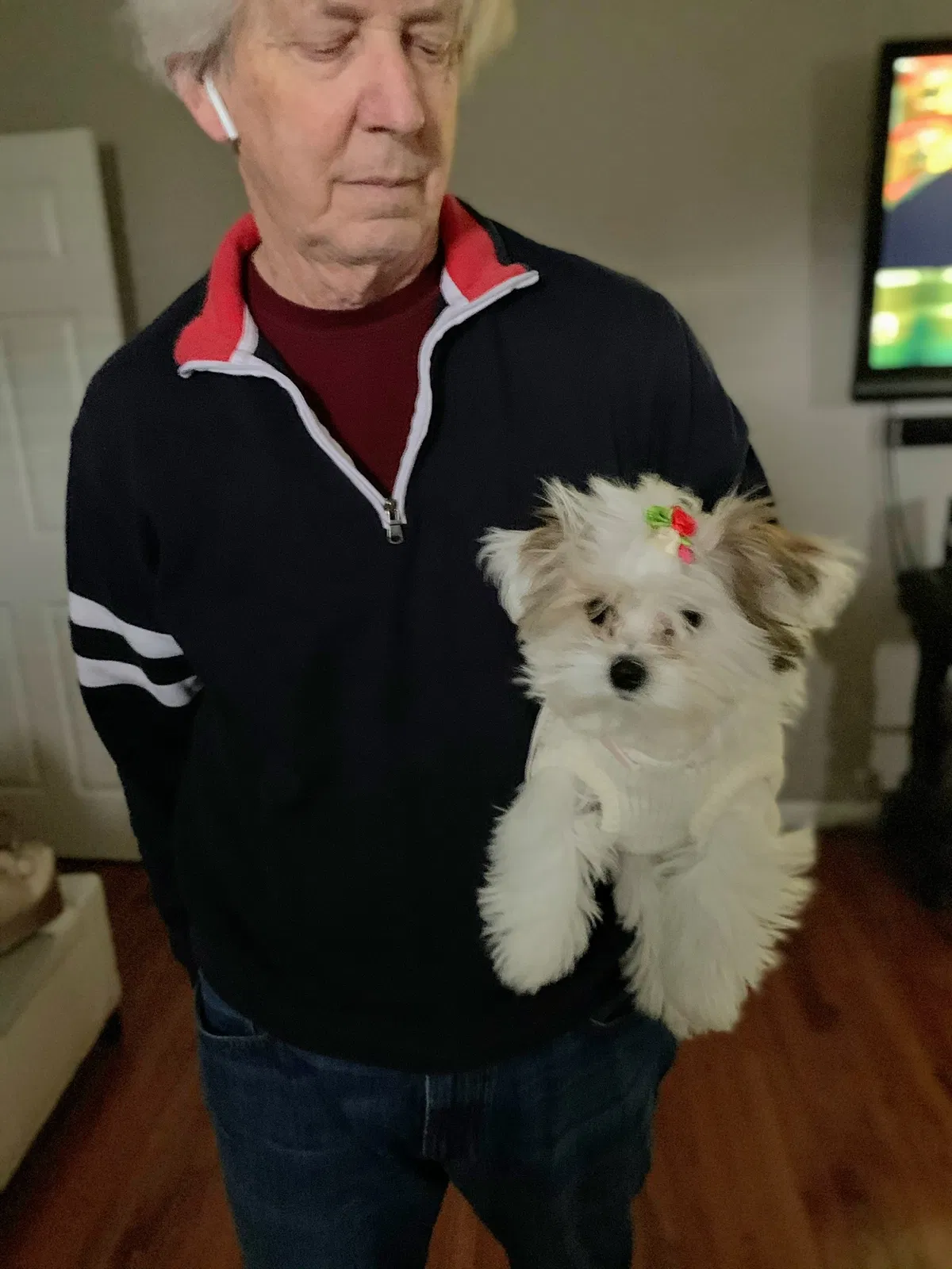Lost dog in Belleville, IL, 62226
