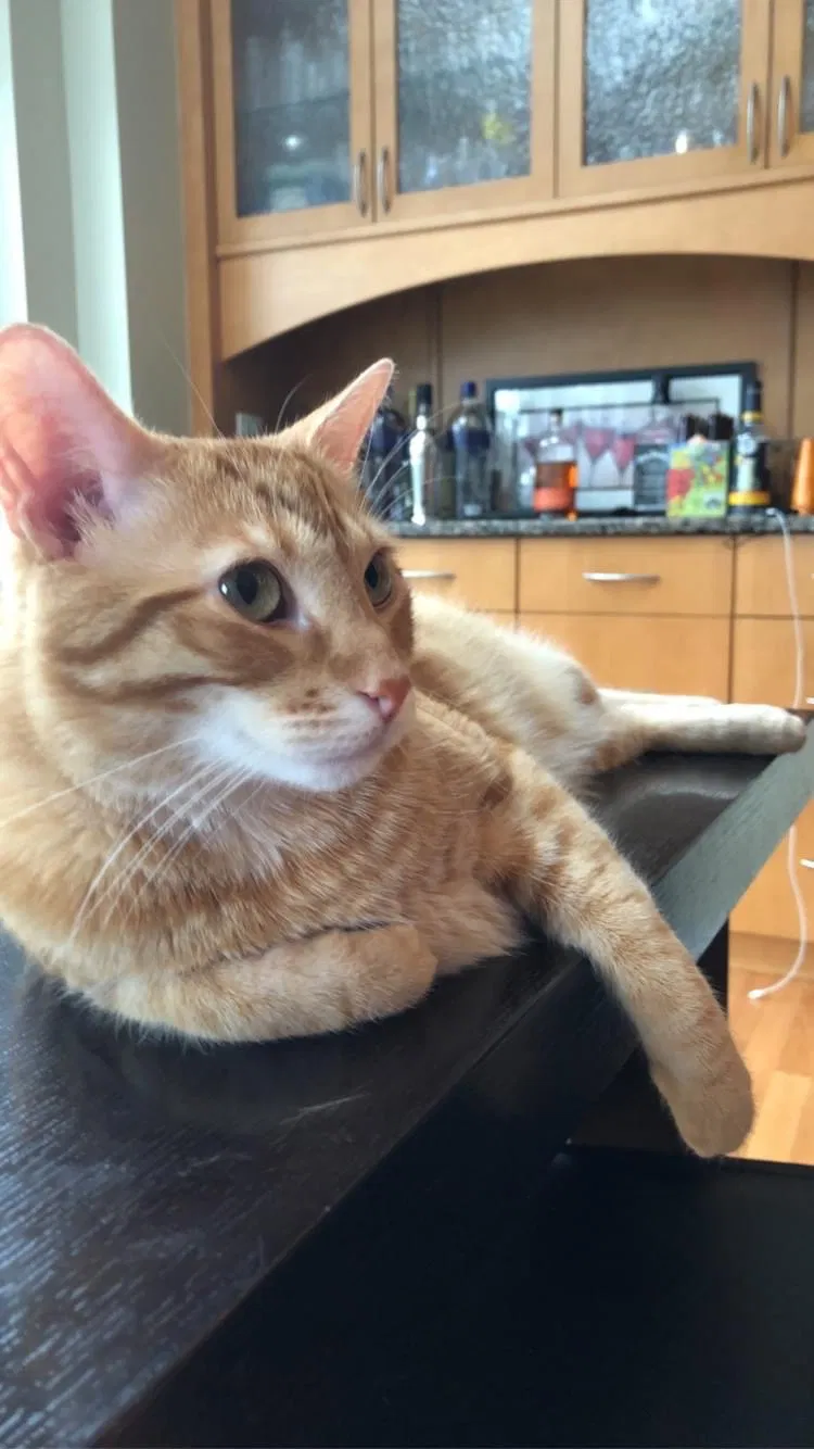 Lost cat in Glen Ellyn, IL, 60137