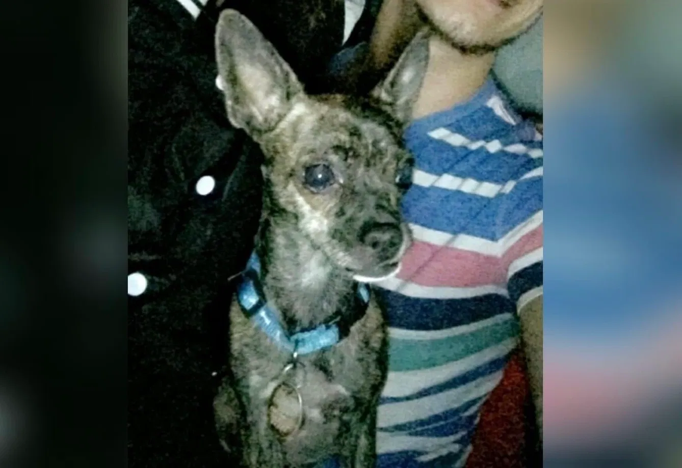 Lost dog in Wichita Falls, TX, 76309