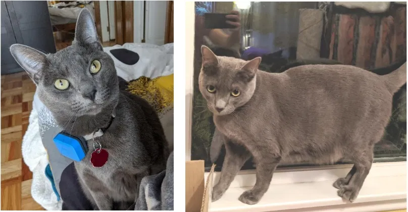 Lost cat in Glen Ellyn, IL, 60137