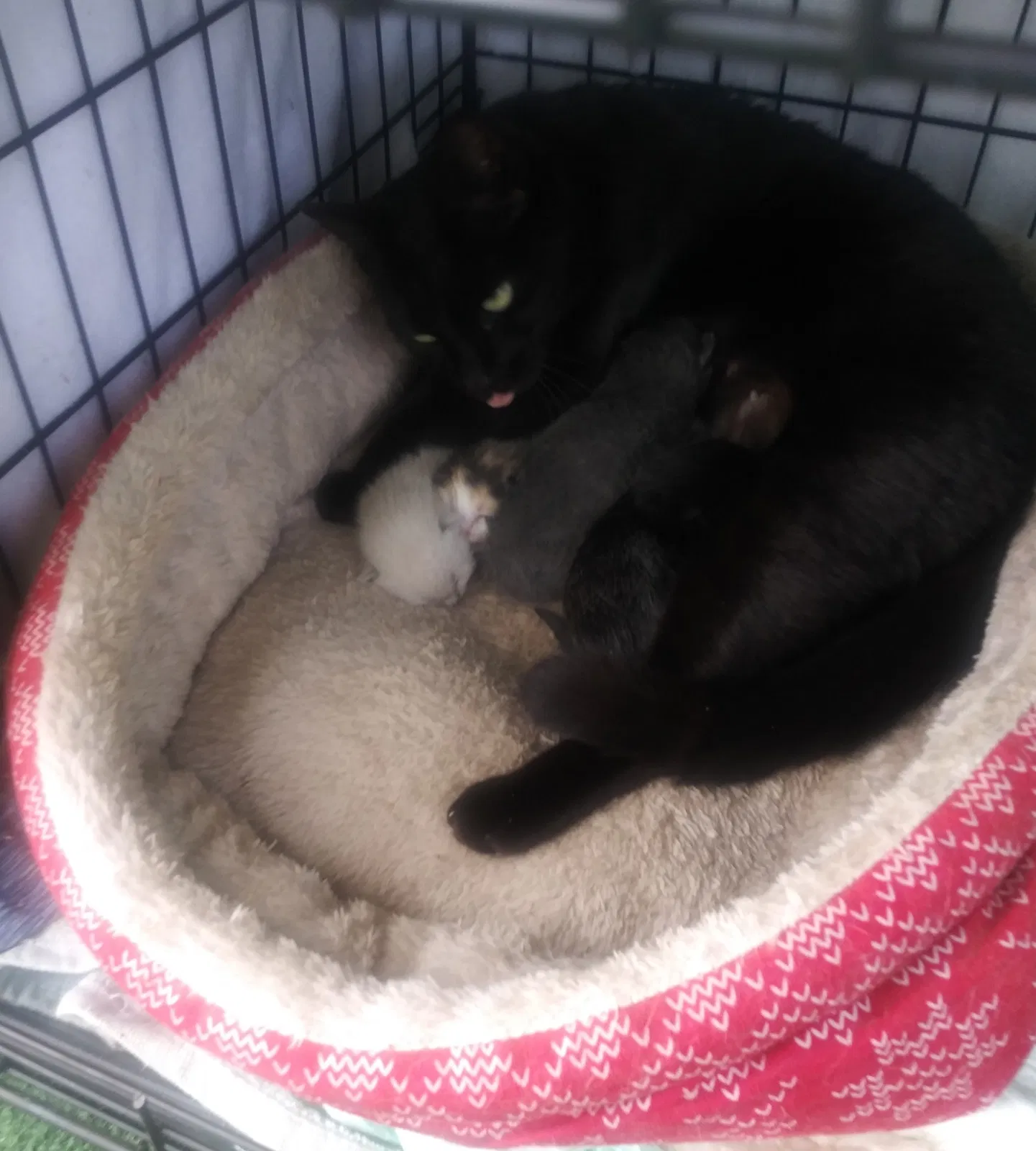 Lost cat in Anderson, SC, 29621