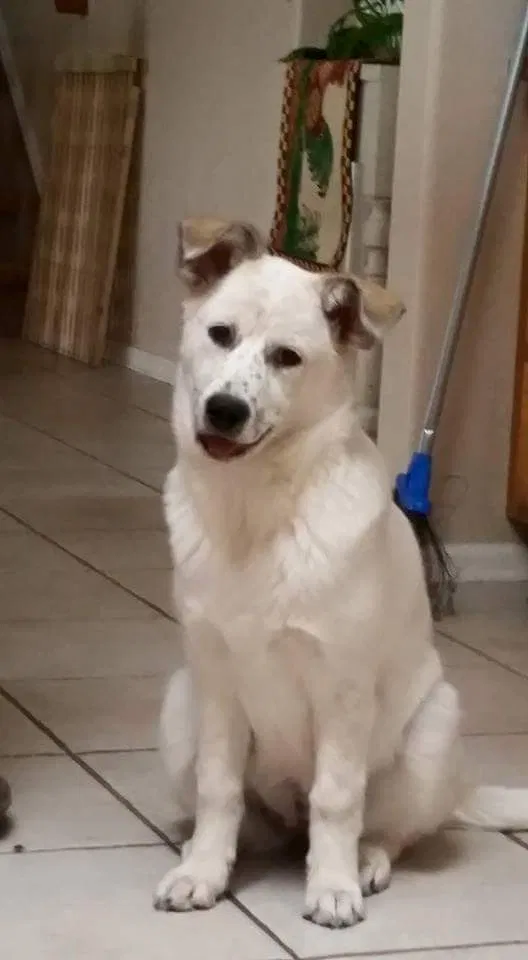 Lost dog in Pueblo, CO, 81007