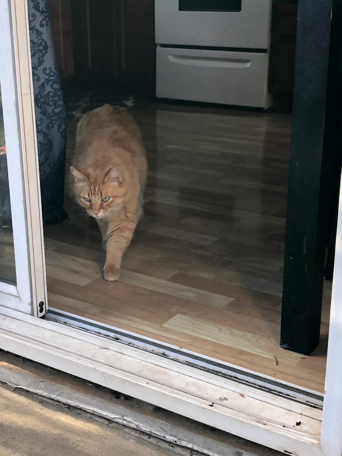 Lost cat in Marysville, WA, 98270