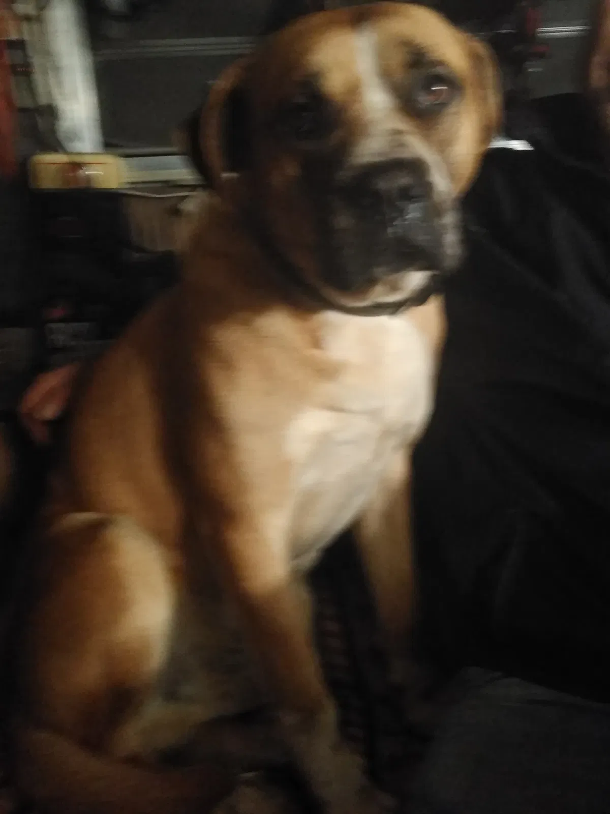 Lost dog in Gainesville, GA, 30507