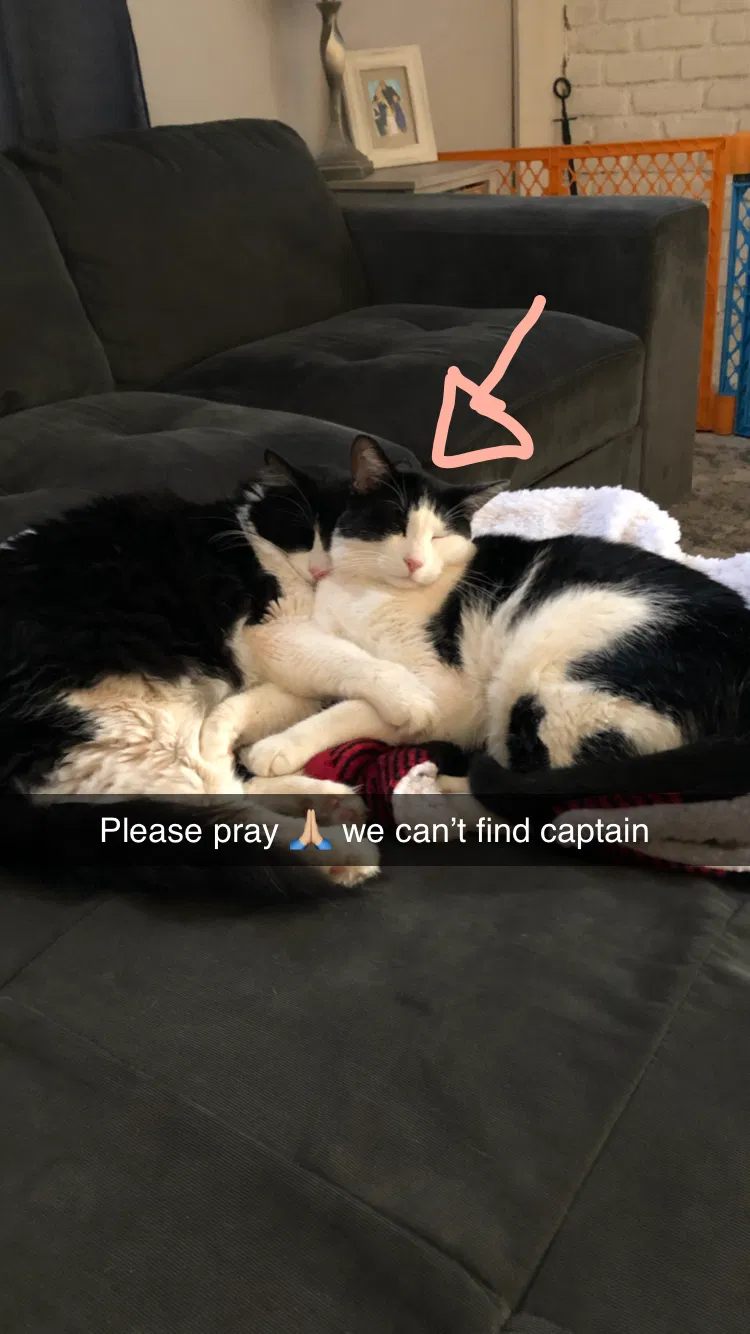 Lost cat in Simi Valley, CA, 93063