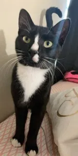 Lost cat in Orlando, FL, 32817