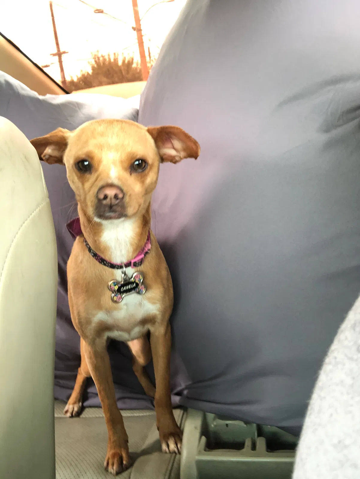 Lost dog in Compton, CA, 90220