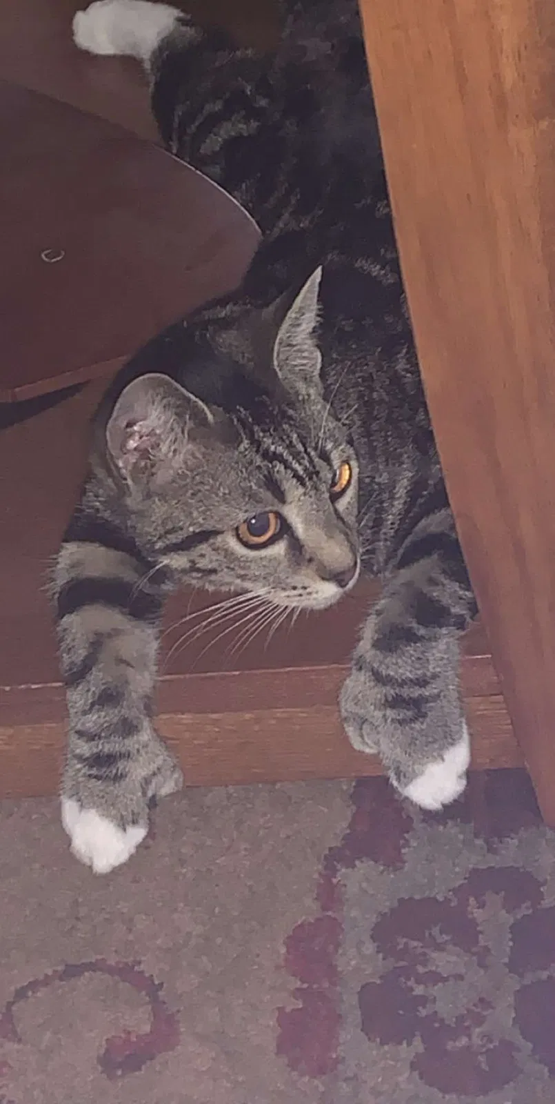 Lost cat in Belleview, FL, 34420
