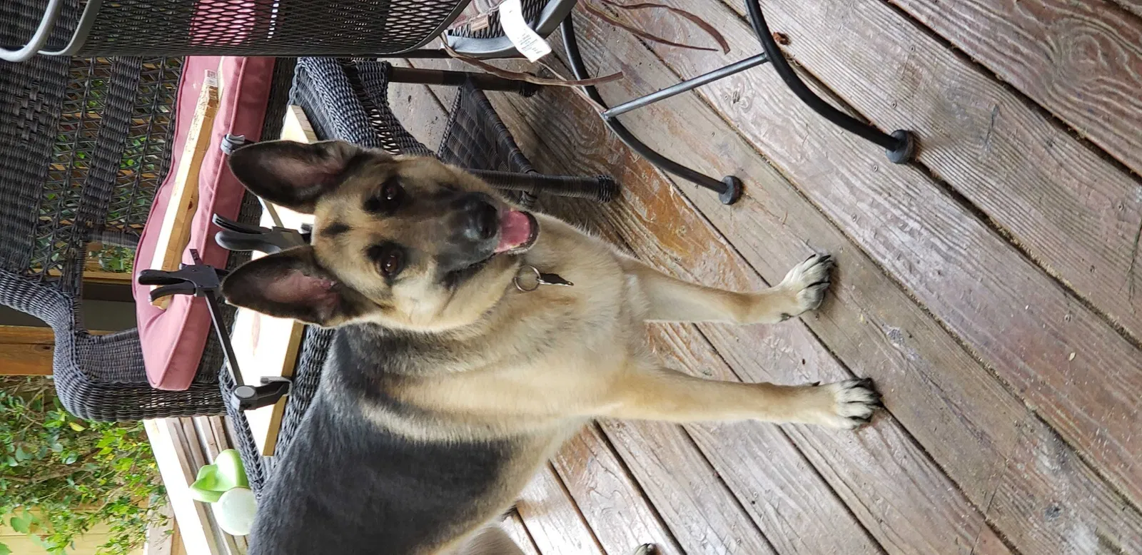Lost dog in Jamestown, NC, 27282