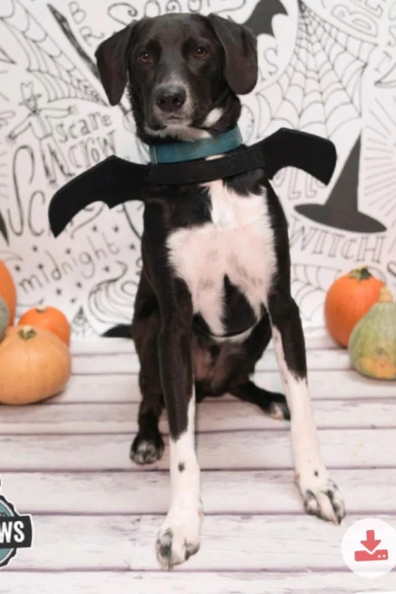 Lost dog in Columbus, OH, 43209