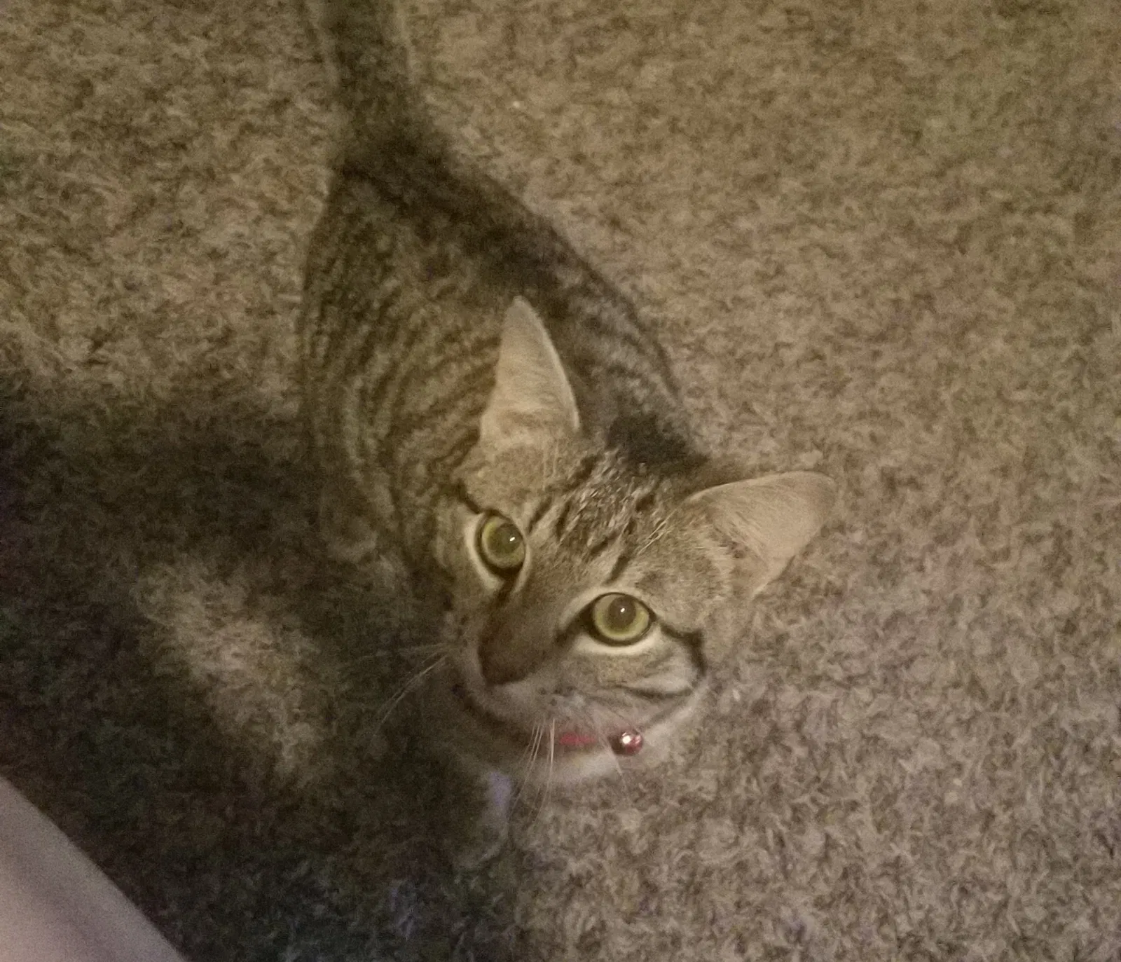Lost cat in Grand Prairie, TX, 75052