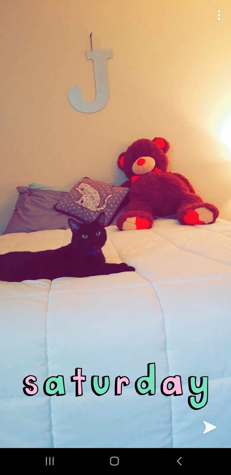 Lost cat in Woodbridge, VA, 22191