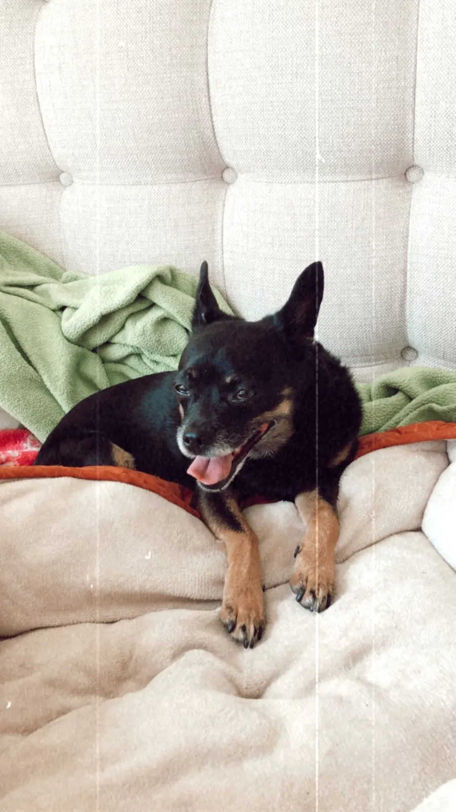 Lost dog in Austin, TX, 78746