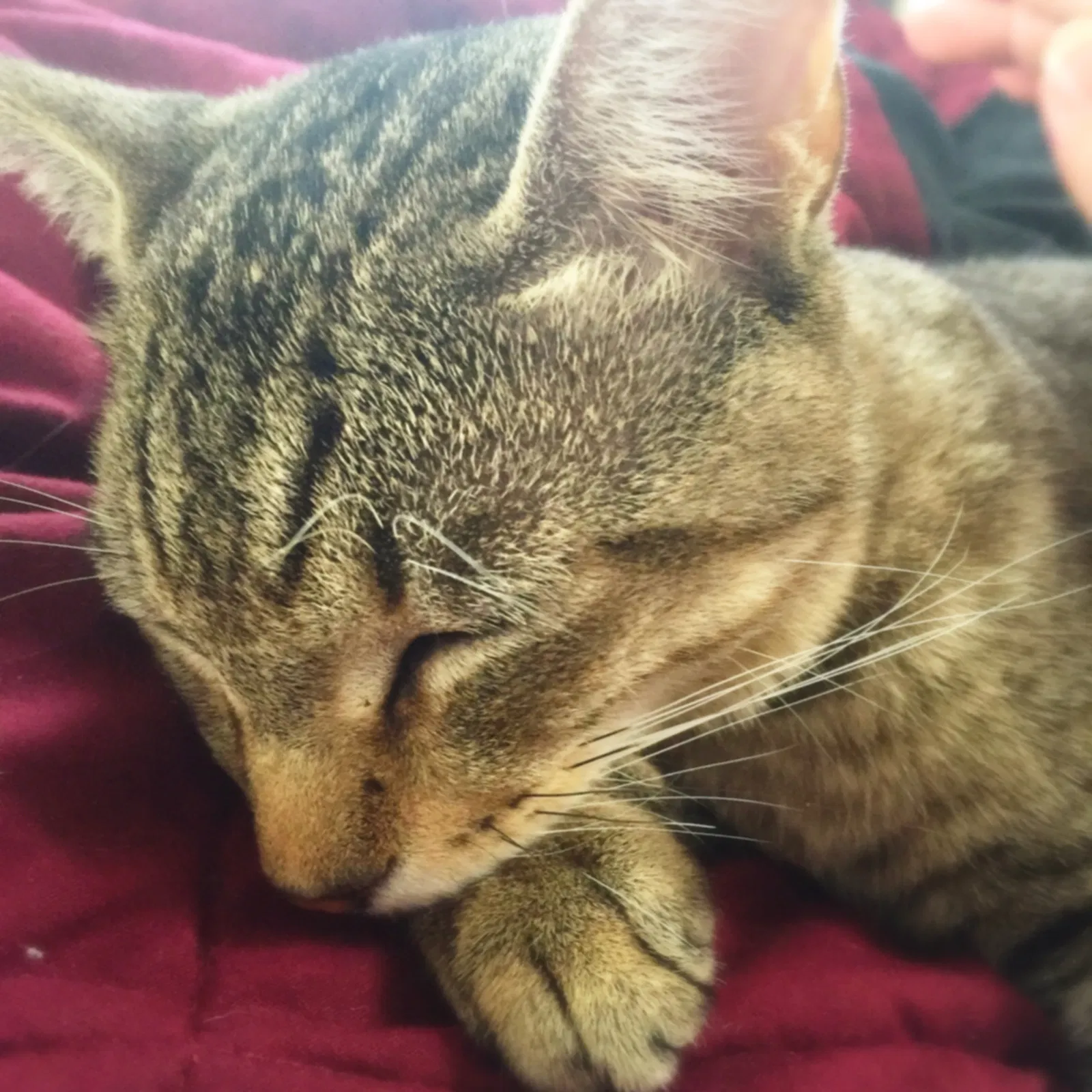 Lost cat in Wesley Chapel, FL, 33545