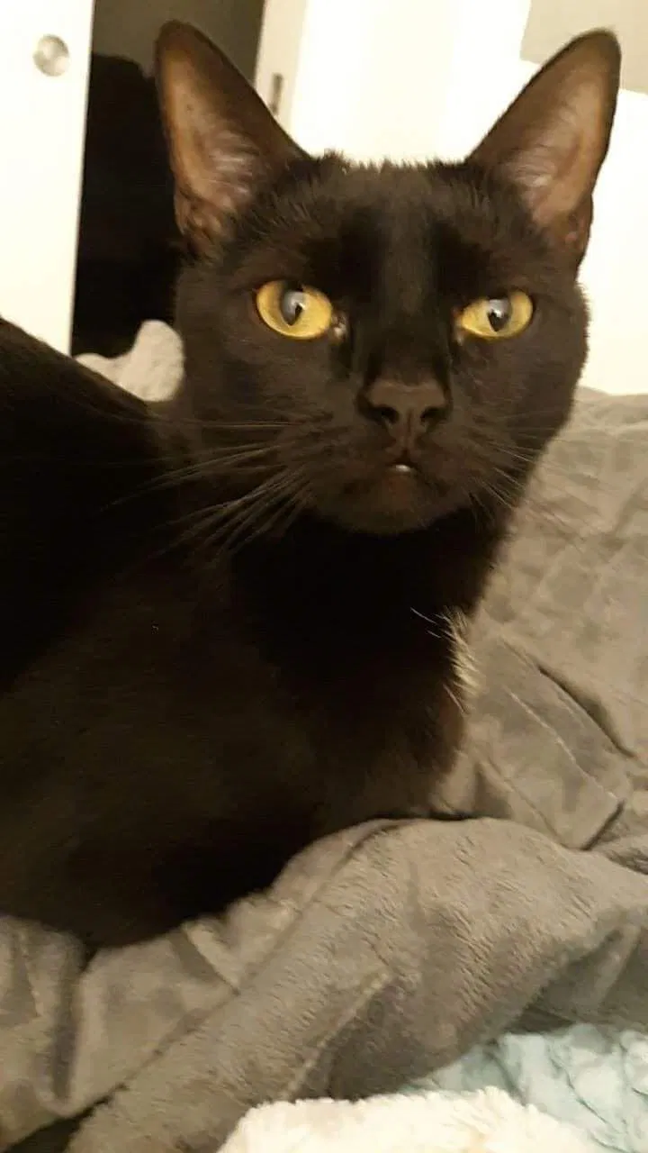 Lost cat in Hampton, VA, 23663