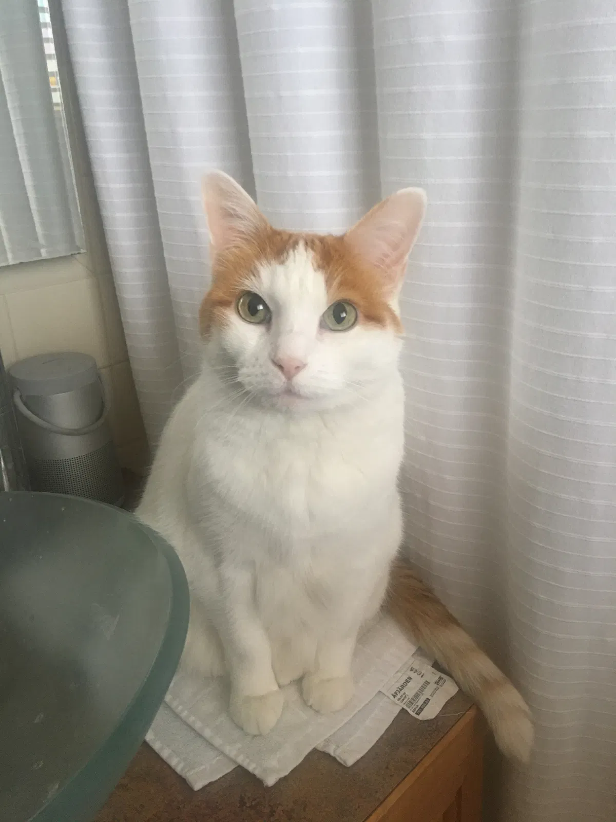 Lost cat in Englewood, CO, 80113