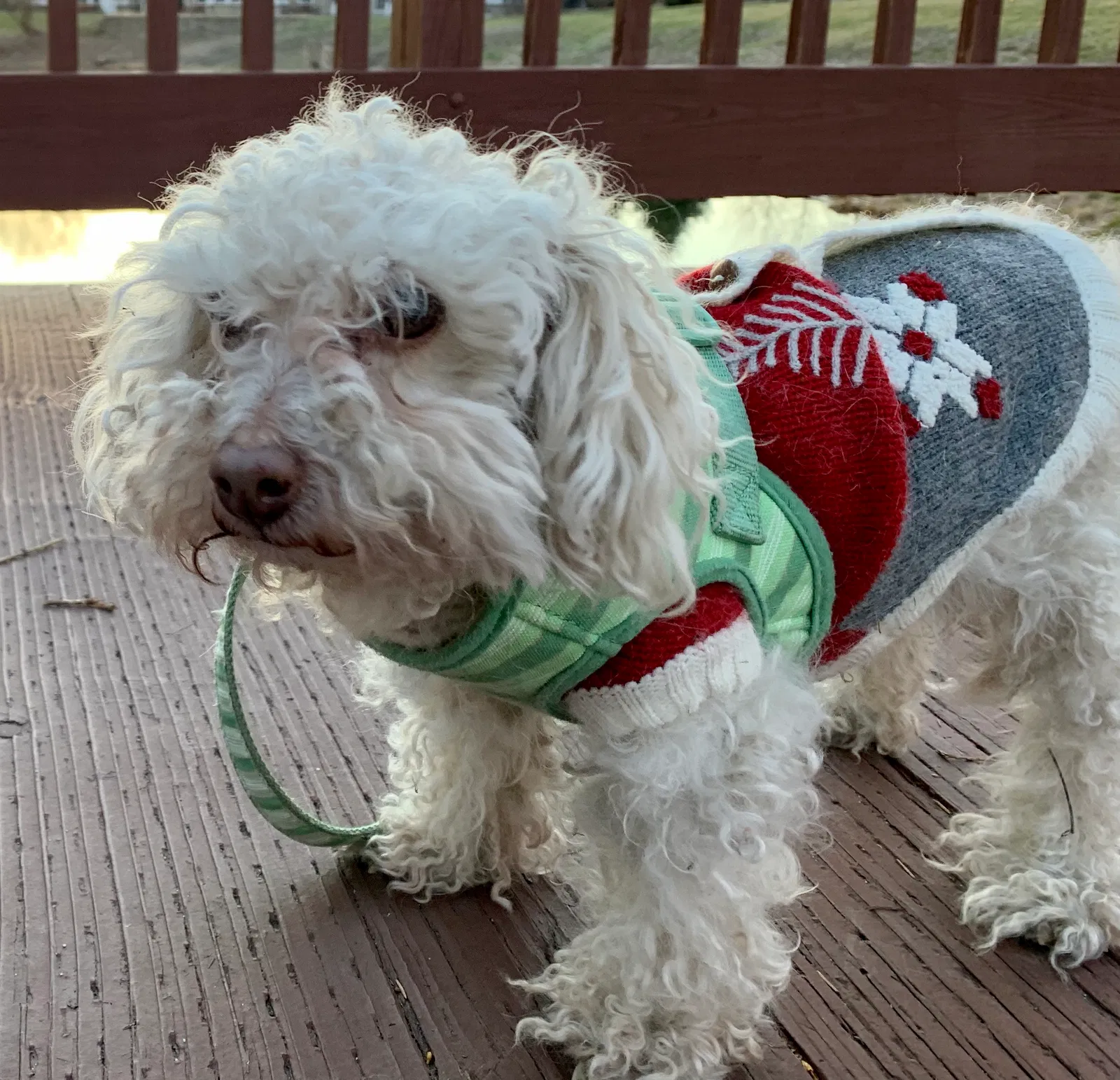 Lost dog in Burlington, MA, 1803