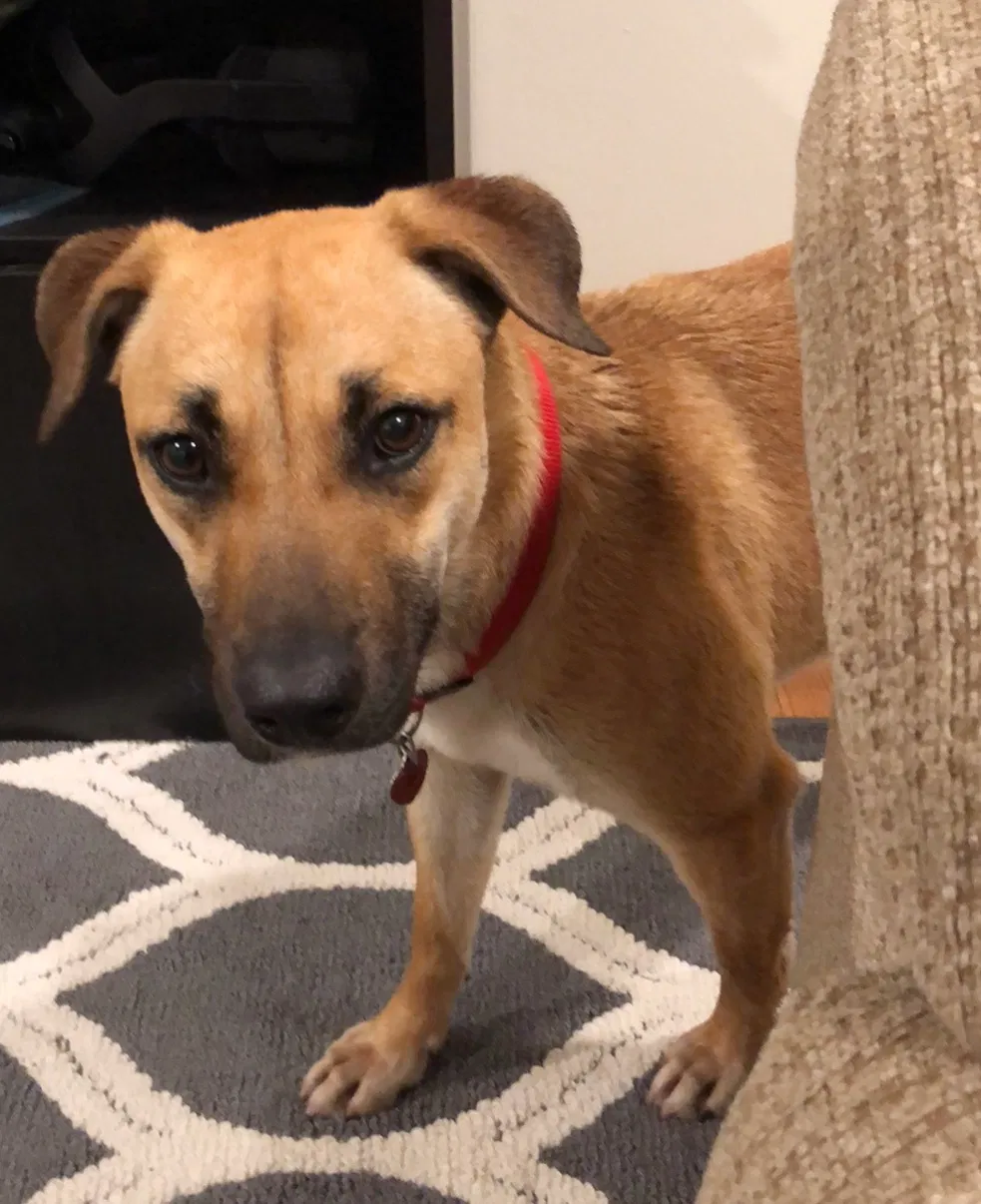 Lost dog in Colchester, CT, 6415