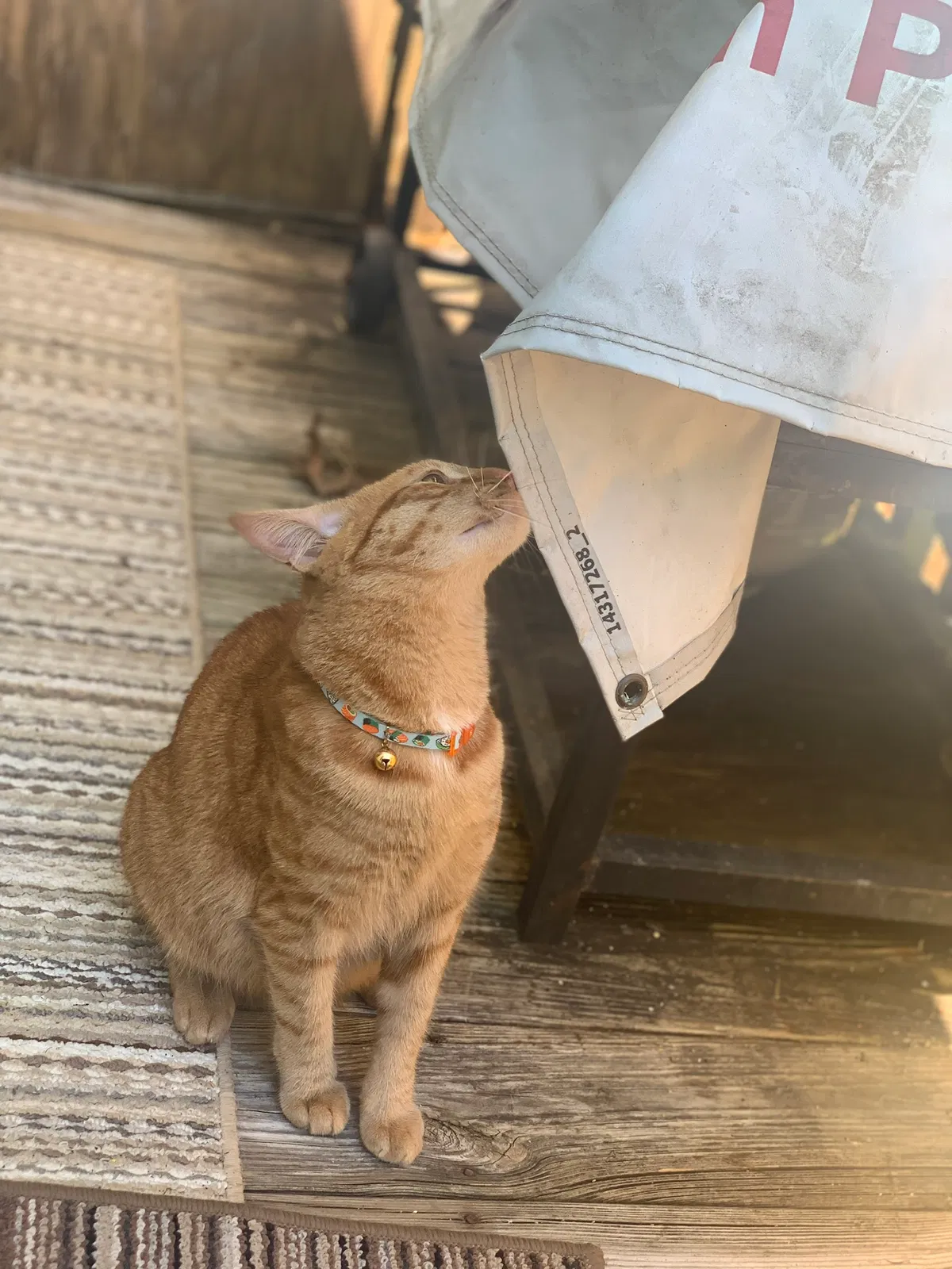 Lost cat in Fultondale, AL, 35068